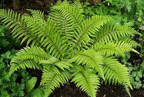 Compresas para el tratamiento de las varices.